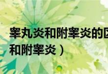 睾丸炎和附睾炎的区别是什么（什么是睾丸炎和附睾炎）