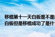 移植第十一天白板是不是就失败了（移植术后十一天检测是白板但是移植成功了是什么情况）