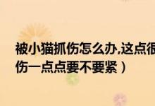 被小猫抓伤怎么办,这点很重要,听听专家怎么说（被小猫抓伤一点点要不要紧）