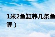 1米2鱼缸养几条鱼最好（1米2鱼缸养几条锦鲤）