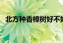 北方种香樟树好不好（北方怎么种香樟树）