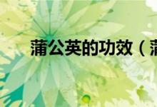 蒲公英的功效（蒲公英的功效与禁忌）