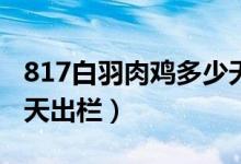 817白羽肉鸡多少天出栏（肉鸡817与aa多少天出栏）