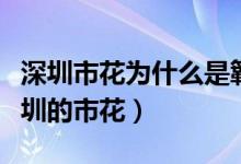 深圳市花为什么是簕杜鹃（为什么杜鹃花是深圳的市花）