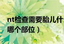 nt检查需要胎儿什么位置（怀孕做NT该检查哪个部位）