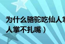 为什么骆驼吃仙人掌不会扎嘴（为啥骆驼吃仙人掌不扎嘴）