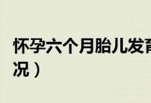 怀孕六个月胎儿发育（怀孕六个月胎儿发育情况）