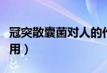 冠突散囊菌对人的作用（冠突散囊菌对人的作用）