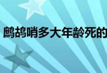 鹧鸪哨多大年龄死的（鹧鸪哨多大年龄死的）