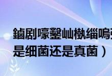 鏀剧嚎鑿屾槸缁嗚弻杩樻槸鐪熻弻?（放线菌是细菌还是真菌）