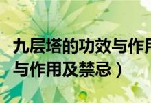 九层塔的功效与作用及禁忌症（九层塔的功效与作用及禁忌）