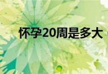 怀孕20周是多大（怀孕20周是几个月）