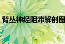 臂丛神经阻滞解剖图（臂丛神经阻滞怎么办）