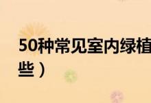 50种常见室内绿植（50种常见室内绿植是哪些）