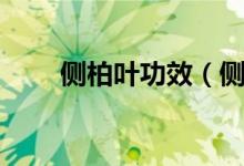 侧柏叶功效（侧柏叶的功效是什么）