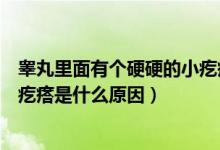 睾丸里面有个硬硬的小疙瘩是什么引起的（睾丸里面有个硬疙瘩是什么原因）