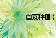 白芨种植（具体介绍如下）