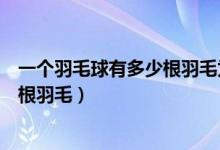 一个羽毛球有多少根羽毛为什么（一只羽毛球上通常会有几根羽毛）