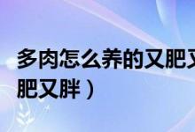 多肉怎么养的又肥又胖视频（多肉怎么养的又肥又胖）