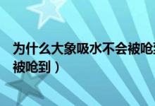 为什么大象吸水不会被呛到蚂蚁庄园（为什么大象吸水不会被呛到）