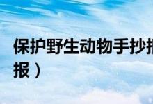 保护野生动物手抄报文字（保护野生动物手抄报）