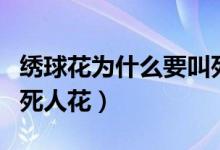 绣球花为什么要叫死人花（绣球花为什么又叫死人花）