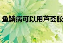 鱼鳞病可以用芦荟胶吗（鱼鳞病可以治愈吗）