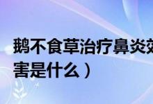 鹅不食草治疗鼻炎效果（鹅不食草治疗鼻炎危害是什么）