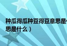 种瓜得瓜种豆得豆意思是什么一年级（种瓜得瓜种豆得豆意思是什么）