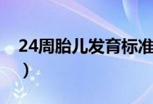 24周胎儿发育标准体重（24周胎儿发育标准）