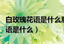 白玫瑰花语是什么意思女生送男生（白玫瑰花语是什么）