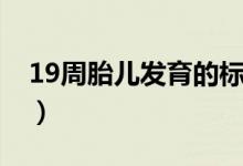 19周胎儿发育的标准值（19周胎儿发育情况）